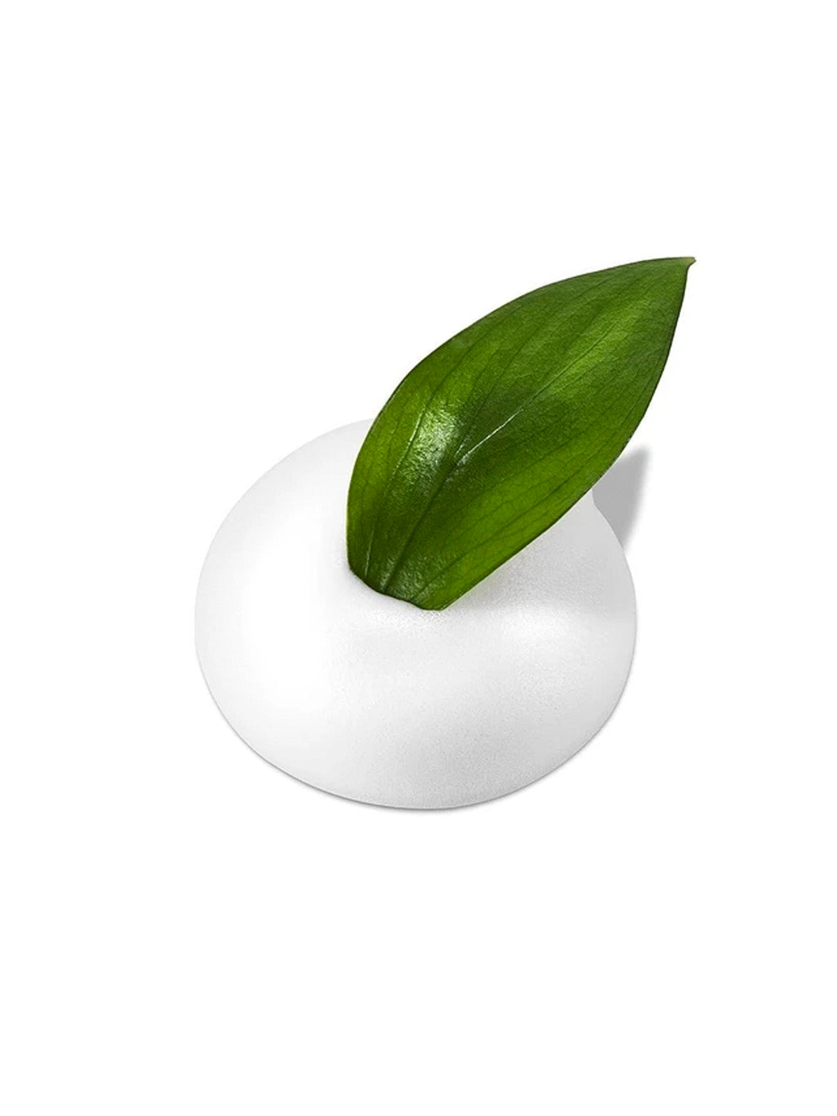 Neogen Green Tea Real Fresh Foam Cleanser